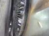 Picture of (Used) 2008 Hino 268, FAN CLUTCH
