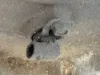 Picture of (Used) 2002 Allison (AT), TRANSMISSION ASSEMBLY