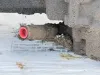 Picture of (Used) 2005 Allison (AT), TRANSMISSION ASSEMBLY