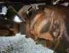 Picture of (Used) 2000 Sterling L9500, REAR DIFFERENTIAL GEARS ONLY