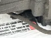 Picture of (Used) 1999 Allison (AT), TRANSMISSION ASSEMBLY