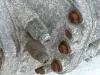 Picture of (USED) AT DETROIT DT12-OA Transmission assembly.