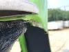 Picture of (Used) 2020 Peterbilt 389, FENDER HOOD
