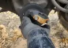 Picture of (Used) 2009 International 4400, COMPLETE REAR DIFFERENTIAL