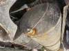 Picture of (Used) 2020 Freightliner Cascadia 126, AIR TANK