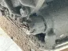 Picture of 2006 Freightliner MT45 Chassis Transmission Assy