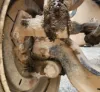 Picture of (Used) 2005 Sterling L9500, FRONT SPINDLE/KNUCKLE