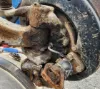 Picture of (Used) 2016 Mack CHU613, FRONT SPINDLE/KNUCKLE
