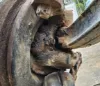 Picture of (Used) 2016 Mack CHU613, FRONT SPINDLE/KNUCKLE
