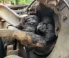 Picture of (Used) 2016 Mack CHU613, FRONT SPINDLE/KNUCKLE