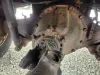 Picture of (Used) 2018 Hino 195, DIFFERENTIAL GEARS ONLY