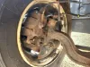 Picture of (Used) 2018 Hino 195, FRONT SPINDLE/KNUCKLE