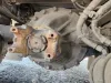 Picture of (Used) 2025 Freightliner M2 106, DIFFERENTIAL GEARS ONLY