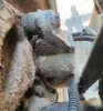 Picture of (Used) 2005 Sterling ACTERRA, BRAKE CALIPER REAR DIFFERENTIAL