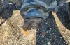 Picture of (Used) 2005 Sterling ACTERRA, COMPLETE REAR DIFFERENTIAL