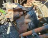 Picture of (Used) 2019 Freightliner Cascadia 126, FRONT DIFFERENTIAL GEARS ONLY