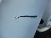 Picture of (Used) 2005 Sterling ACTERRA, FENDER EXTENSION