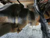 Picture of (Used) 2018 Freightliner M2 106, REAR DIFFERENTIAL GEARS ONLY