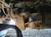Picture of (Used) 2018 Freightliner M2 106, FRONT DIFFERENTIAL GEARS ONLY