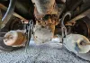 Picture of (Used) 2018 Freightliner M2 106, COMPLETE FRONT REAR TANDEM
