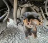 Picture of (Used) 2009 International 4400, FRONT DIFFERENTIAL GEARS ONLY