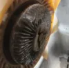 Picture of (Used) 2003 International 4200, FAN CLUTCH