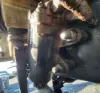 Picture of (Used) 2021 Freightliner M2 106, STEERING BOX