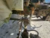 Picture of (Used) 2003 International 4200, FRONT LEAF SPRINGS