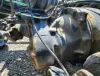 Picture of (Used) 2023 Freightliner Cascadia 126, FRONT DIFFERENTIAL GEARS ONLY