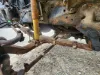Picture of (Used) 2000 Ford F-650, FRONT LEAF SPRINGS