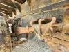 Picture of (Used) 2003 International 4200, REAR LEAF SPRINGS